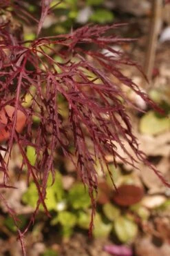 Red Filigree Lace Weeping Japanese Maple - 2 Gallon Pot -Foliage Dream Sales Store acer palmatum red filigree japanese maple 2