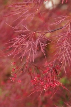 Red Filigree Lace Weeping Japanese Maple - 2 Gallon Pot -Foliage Dream Sales Store acer palmatum red filigree japanese maple 4