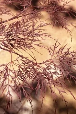 Red Filigree Lace Weeping Japanese Maple - 2 Gallon Pot -Foliage Dream Sales Store acer palmatum red filigree japanese maple 5