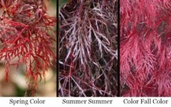 Red Filigree Lace Weeping Japanese Maple - 2 Gallon Pot -Foliage Dream Sales Store acer palmatum red filigree japanese maple 7