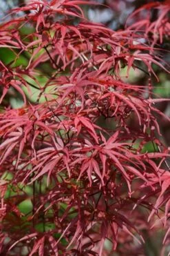 Red Pygmy Japanese Maple - 3 Gallon Pot -Foliage Dream Sales Store acer palmatum red pygmy japanese maple 10