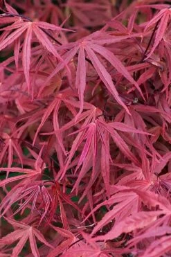 Red Pygmy Japanese Maple - 3 Gallon Pot -Foliage Dream Sales Store acer palmatum red pygmy japanese maple 2