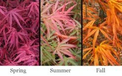 Red Pygmy Japanese Maple - 3 Gallon Pot -Foliage Dream Sales Store acer palmatum red pygmy japanese maple 3