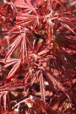 Scarlet Princess Dwarf Japanese Maple - 3 Gallon Pot -Foliage Dream Sales Store acer palmatum scarlet princess 3
