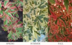 Beni Schichihenge Japanese Maple - 5 Gallon Pot 9 Beni Schichihenge Japanese Maple - 5 Gallon Pot -Foliage Dream Sales Store acer palmatum schichihenge japanese maple 3