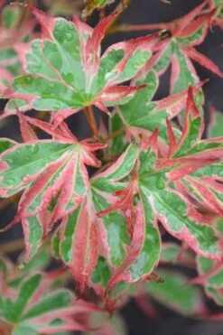 Beni Schichihenge Japanese Maple - 5 Gallon Pot 8 Beni Schichihenge Japanese Maple - 5 Gallon Pot -Foliage Dream Sales Store acer palmatum schichihenge japanese maple 4