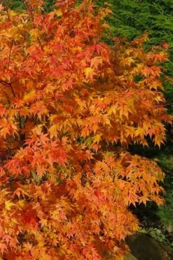 Sekka Yatsubusa Japanese Maple - 3 Gallon Pot 12 Sekka Yatsubusa Japanese Maple - 3 Gallon Pot -Foliage Dream Sales Store acer palmatum sekka yatsubusa japanese maple 3