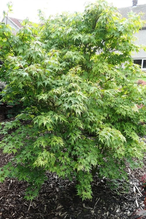 Sekka Yatsubusa Japanese Maple - 3 Gallon Pot 5 Sekka Yatsubusa Japanese Maple - 3 Gallon Pot - Image 5