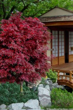 Shaina Dwarf Red Japanese Maple - 5 Gallon Pot -Foliage Dream Sales Store acer palmatum shaina japanese maple 11 2