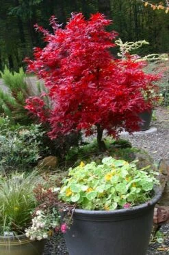 Shaina Dwarf Red Japanese Maple (Single Trunk / Standard) - 3 Gallon Pot -Foliage Dream Sales Store acer palmatum shaina japanese maple 12 1