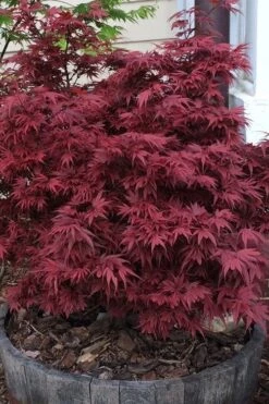 Shaina Dwarf Red Japanese Maple - 5 Gallon Pot