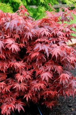 Shaina Dwarf Red Japanese Maple (Single Trunk / Standard) - 3 Gallon Pot -Foliage Dream Sales Store acer palmatum shaina japanese maple 7 1