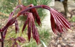 Trompenburg Japanese Maple - 5 Gallon Pot -Foliage Dream Sales Store acer palmatum shirasawanum trompenburg japanese maple 1