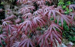 Trompenburg Japanese Maple - 5 Gallon Pot -Foliage Dream Sales Store acer palmatum shirasawanum trompenburg japanese maple 2