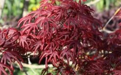 Trompenburg Japanese Maple - 5 Gallon Pot -Foliage Dream Sales Store acer palmatum shirasawanum trompenburg japanese maple 8