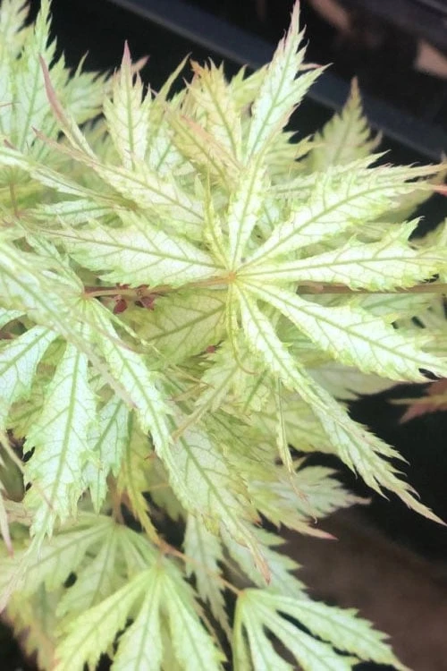 Sister Ghost Japanese Maple - 3 Gallon Pot (3-4') 6 Sister Ghost Japanese Maple - 3 Gallon Pot (3-4') - Image 6