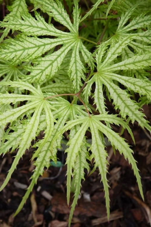 Sister Ghost Japanese Maple - 3 Gallon Pot (3-4') 10 Sister Ghost Japanese Maple - 3 Gallon Pot (3-4') - Image 10