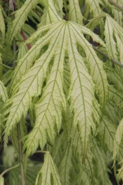 Sister Ghost Japanese Maple - 3 Gallon Pot (3-4') 18 Sister Ghost Japanese Maple - 3 Gallon Pot (3-4') -Foliage Dream Sales Store acer palmatum sister ghost japanese maple 2