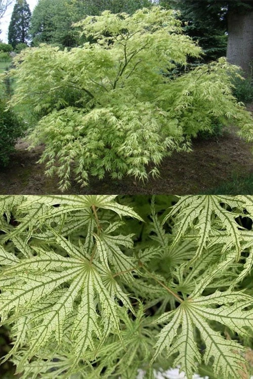 Sister Ghost Japanese Maple - 3 Gallon Pot (3-4') 5 Sister Ghost Japanese Maple - 3 Gallon Pot (3-4') - Image 5