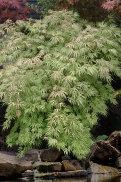 Sister Ghost Japanese Maple - 3 Gallon Pot (3-4') 17 Sister Ghost Japanese Maple - 3 Gallon Pot (3-4') -Foliage Dream Sales Store acer palmatum sister ghost japanese maple 8