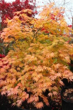Sister Ghost Japanese Maple - 3 Gallon Pot (3-4') 16 Sister Ghost Japanese Maple - 3 Gallon Pot (3-4') -Foliage Dream Sales Store acer palmatum sister ghost japanese maple 9
