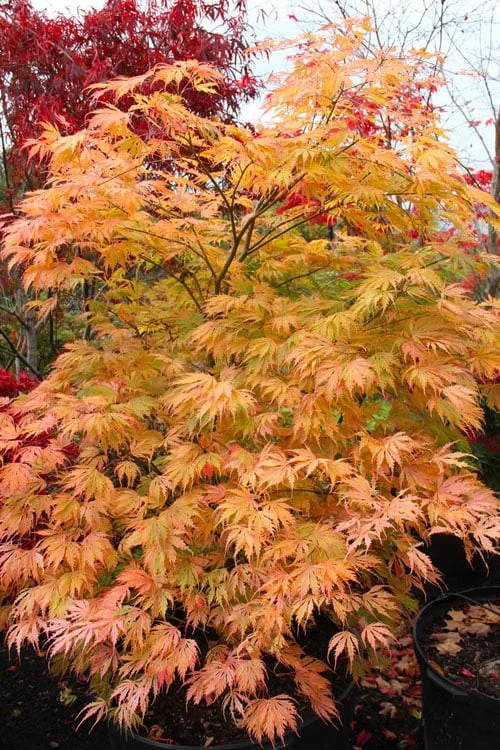 Sister Ghost Japanese Maple - 3 Gallon Pot (3-4') 7 Sister Ghost Japanese Maple - 3 Gallon Pot (3-4') - Image 7