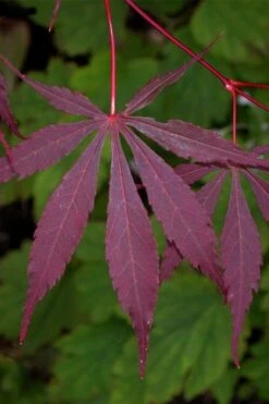 Suminagashi Red Leaf Japanese Maple - 5 Gallon Pot -Foliage Dream Sales Store acer palmatum suminagashi japanese maple 4