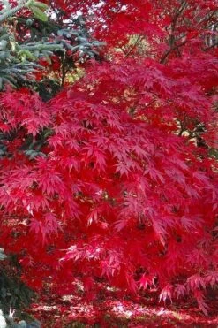Suminagashi Red Leaf Japanese Maple - 5 Gallon Pot -Foliage Dream Sales Store acer palmatum suminagashi japanese maple 5