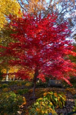 Suminagashi Red Leaf Japanese Maple - 5 Gallon Pot -Foliage Dream Sales Store acer palmatum suminagashi japanese maple 7
