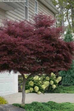Tamukeyama Dwarf Red Japanese Maple - 1 Gallon Pot - High Grafted Tree Form -Foliage Dream Sales Store acer palmatum tamukeyama japanese maple high graft 2