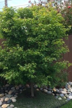 Tobiosho Japanese Maple Tree - 3 Gallon Pot -Foliage Dream Sales Store acer palmatum tobiosho japanese maple tree 6