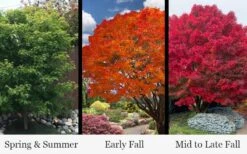 Tobiosho Japanese Maple Tree - 3 Gallon Pot -Foliage Dream Sales Store acer palmatum tobiosho japanese maple tree 9