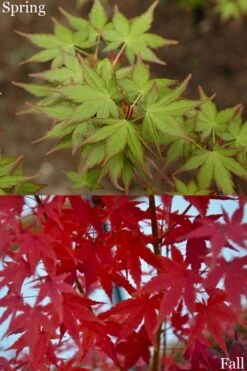 Tsukasa Silhouette Japanese Maple - 3 Gallon Pot (3-3.5') -Foliage Dream Sales Store acer palmatum tsukasa silhouette 2
