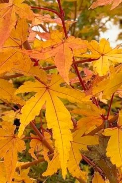 Wild Fire Coral Bark Japanese Maple - 3 Gallon Pot 13 Wild Fire Coral Bark Japanese Maple - 3 Gallon Pot -Foliage Dream Sales Store acer palmatum wildfire 1