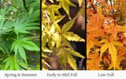 Wild Fire Coral Bark Japanese Maple - 3 Gallon Pot 12 Wild Fire Coral Bark Japanese Maple - 3 Gallon Pot -Foliage Dream Sales Store acer palmatum wildfire 4