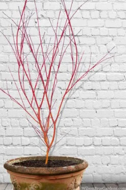 Wild Fire Coral Bark Japanese Maple - 3 Gallon Pot 10 Wild Fire Coral Bark Japanese Maple - 3 Gallon Pot -Foliage Dream Sales Store acer palmatum wildfire 9