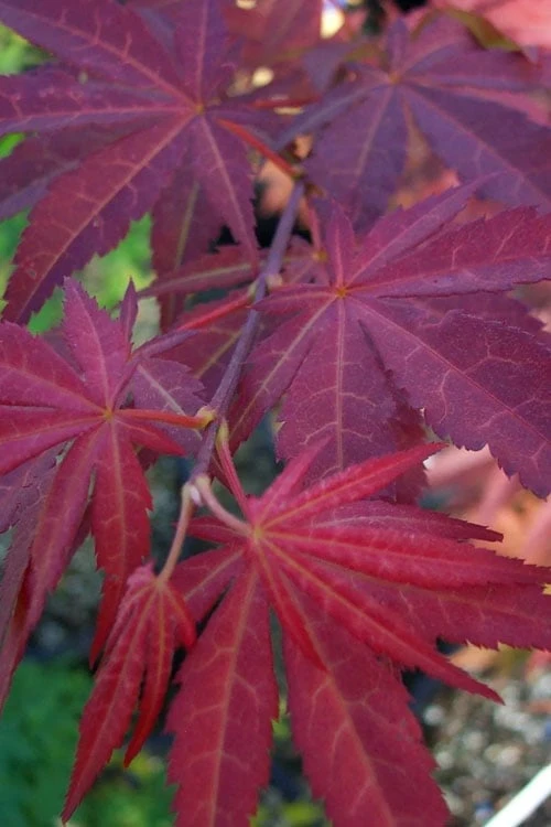 Yezo Nishiki Japanese Maple - 5 Gallon Pot (6-7') 6 Yezo Nishiki Japanese Maple - 5 Gallon Pot (6-7') - Image 6
