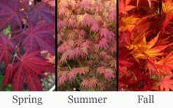 Yezo Nishiki Japanese Maple - 5 Gallon Pot (6-7') 16 Yezo Nishiki Japanese Maple - 5 Gallon Pot (6-7') -Foliage Dream Sales Store acer palmatum yezo nishiki japanese maple 14