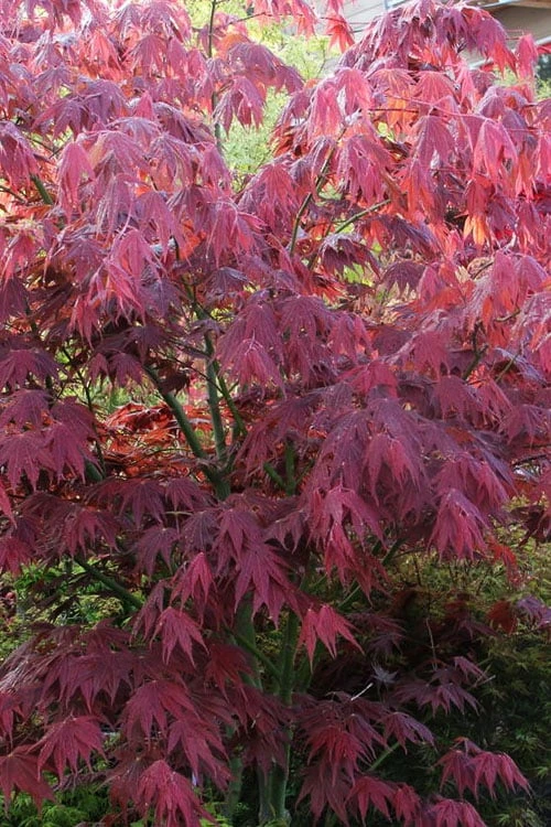 Yezo Nishiki Japanese Maple - 5 Gallon Pot (6-7') 5 Yezo Nishiki Japanese Maple - 5 Gallon Pot (6-7') - Image 5