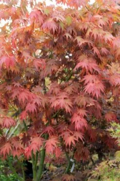 Yezo Nishiki Japanese Maple - 5 Gallon Pot (6-7') 22 Yezo Nishiki Japanese Maple - 5 Gallon Pot (6-7') -Foliage Dream Sales Store acer palmatum yezo nishiki japanese maple 7