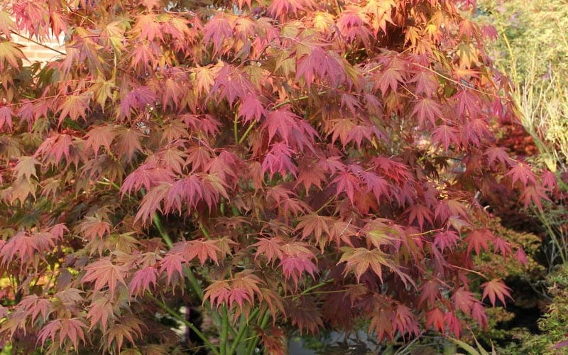 Yezo Nishiki Japanese Maple - 5 Gallon Pot (6-7') 11 Yezo Nishiki Japanese Maple - 5 Gallon Pot (6-7') - Image 11