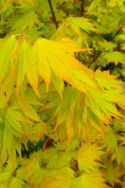 Jordan Golden Full Moon Japanese Maple - 3 Gallon Pot -Foliage Dream Sales Store acer shirasawanum jordan golden full moon japanese maple 2