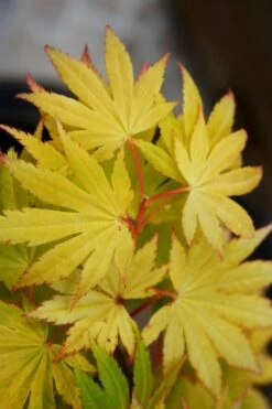 Jordan Golden Full Moon Japanese Maple - 3 Gallon Pot -Foliage Dream Sales Store acer shirasawanum jordan golden full moon japanese maple 4