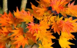 Jordan Golden Full Moon Japanese Maple - 3 Gallon Pot -Foliage Dream Sales Store acer shirasawanum jordan golden full moon japanese maple 5