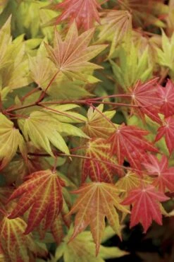 Moonrise Full Moon Japanese Maple - 5 Gallon Pot -Foliage Dream Sales Store acer shirasawanum moonrise full moon janese maple 2