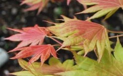 Moonrise Full Moon Japanese Maple - 5 Gallon Pot -Foliage Dream Sales Store acer shirasawanum moonrise full moon janese maple 3