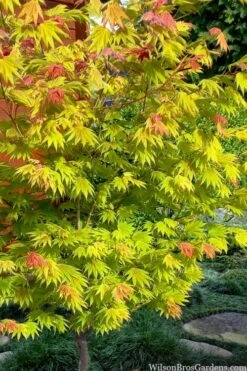 Moonrise Full Moon Japanese Maple - 5 Gallon Pot -Foliage Dream Sales Store acer shirasawanum moonrise full moon janese maple 7
