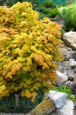 Moonrise Full Moon Japanese Maple - 5 Gallon Pot