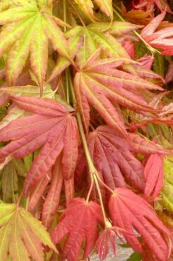 Moonrise Full Moon Japanese Maple - 5 Gallon Pot -Foliage Dream Sales Store acer shirasawanum moonrise janese maple 1