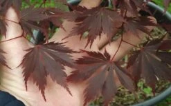 Yasemin Full Moon Japanese Maple - 5 Gallon Pot 12 Yasemin Full Moon Japanese Maple - 5 Gallon Pot -Foliage Dream Sales Store acer shirasawanum yaesmin full moon japanese maple 1